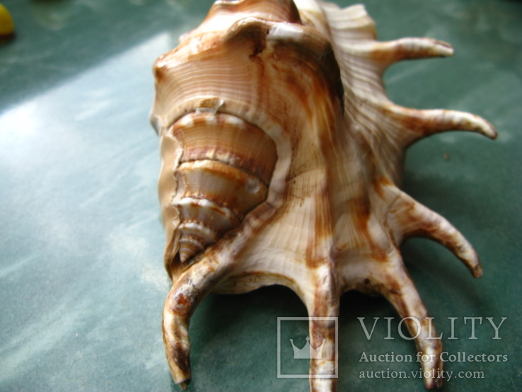 Морская ракушка раковина Ламбис ламбис 142 мм, фото №3