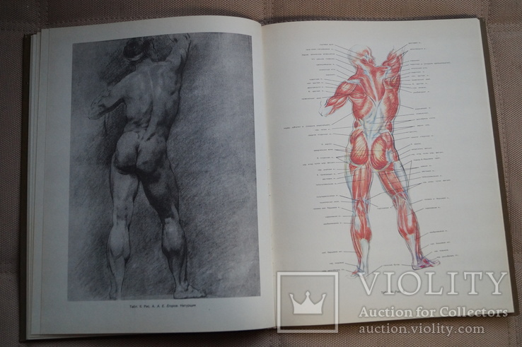 Книга Рабинович М.Ц. Пластическая анатомия и изображение человека на ее основах., фото №11