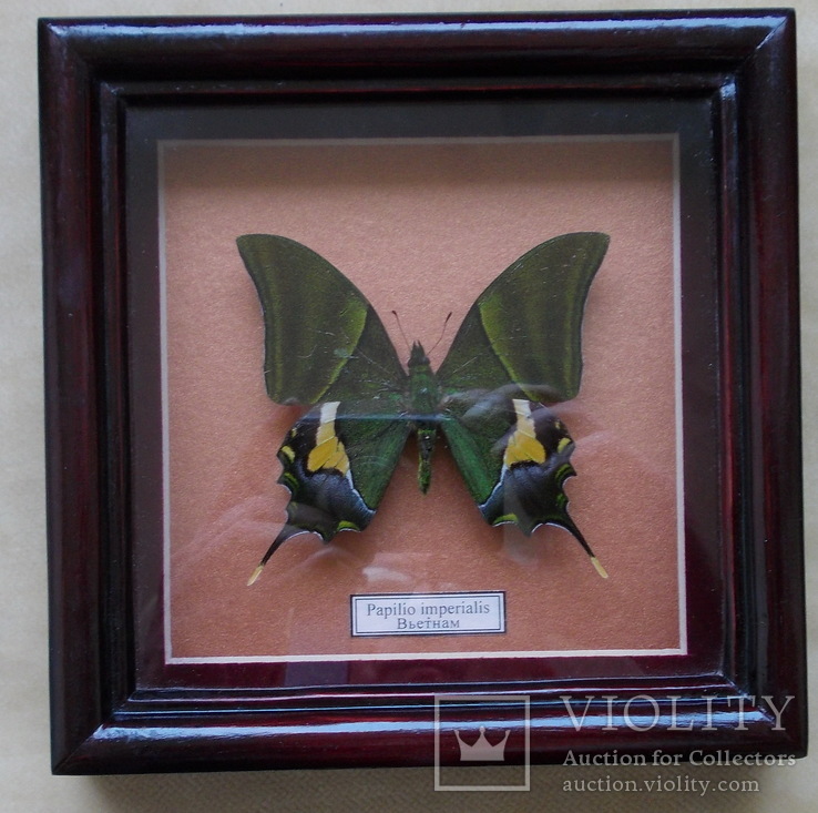 Papilio imperialis в рамке, фото №3