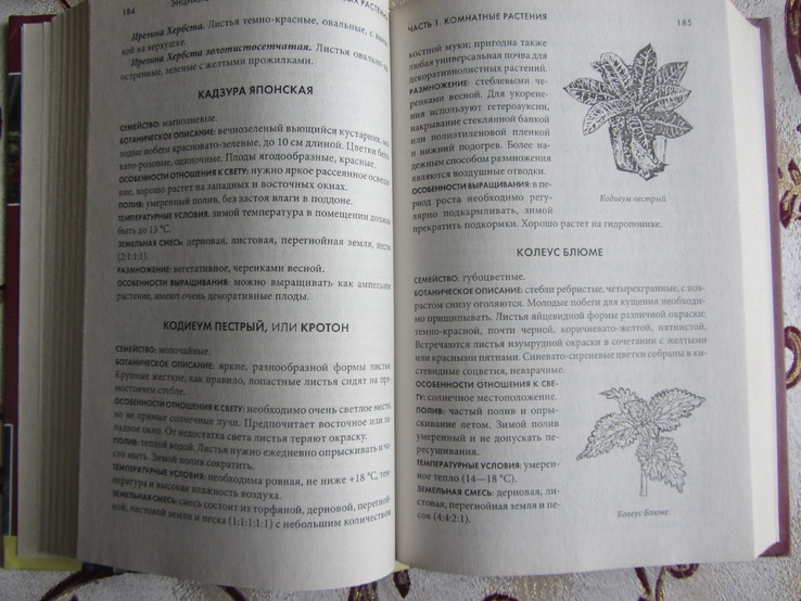 Энциклопедия комнатных и садовых растений. Более 800 видов, Бойчук Ю.Д., photo number 4