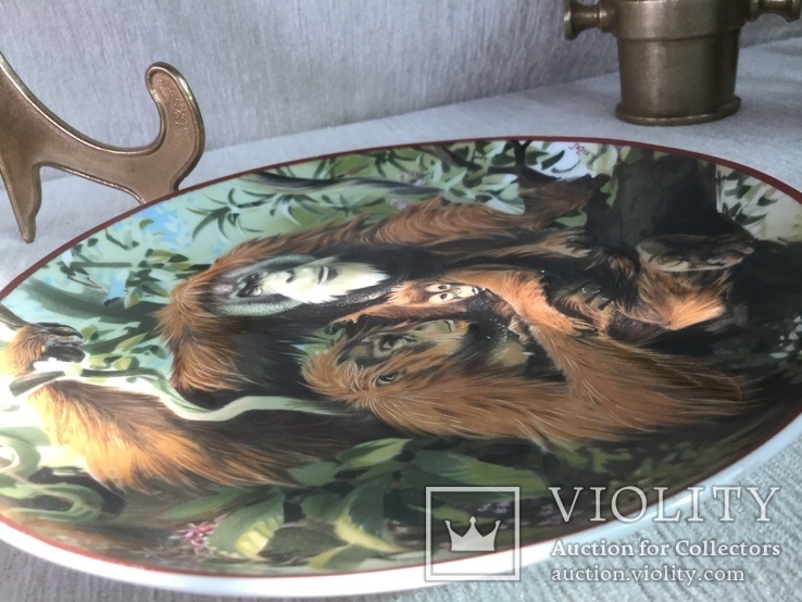 Тарелка настенная « Орангутанги». Винтаж. Европа., фото №3
