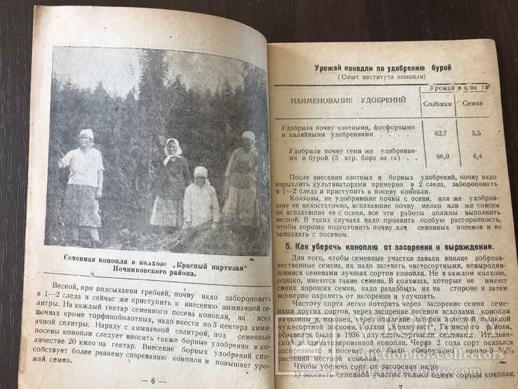1940 Конопля, Как выращивать коноплю, фото №5