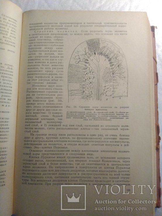 Нервные болезни; Е. К. Сепп, М. Б. Цукер, Е. В. Шмидт; 1950 г., фото №6