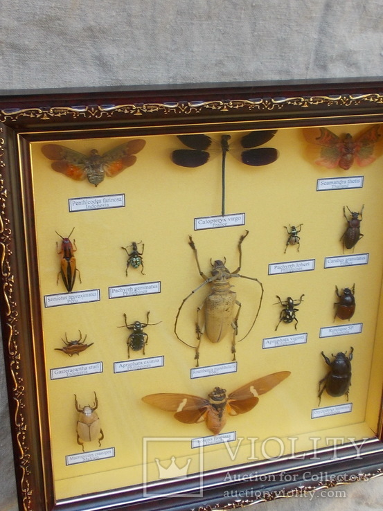 Настоящие жуки тропического пояса в рамке № 2, фото №5