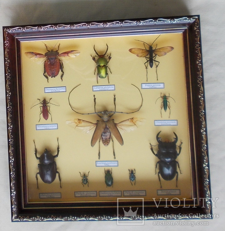 Тропические жуки в рамке №1, фото №2