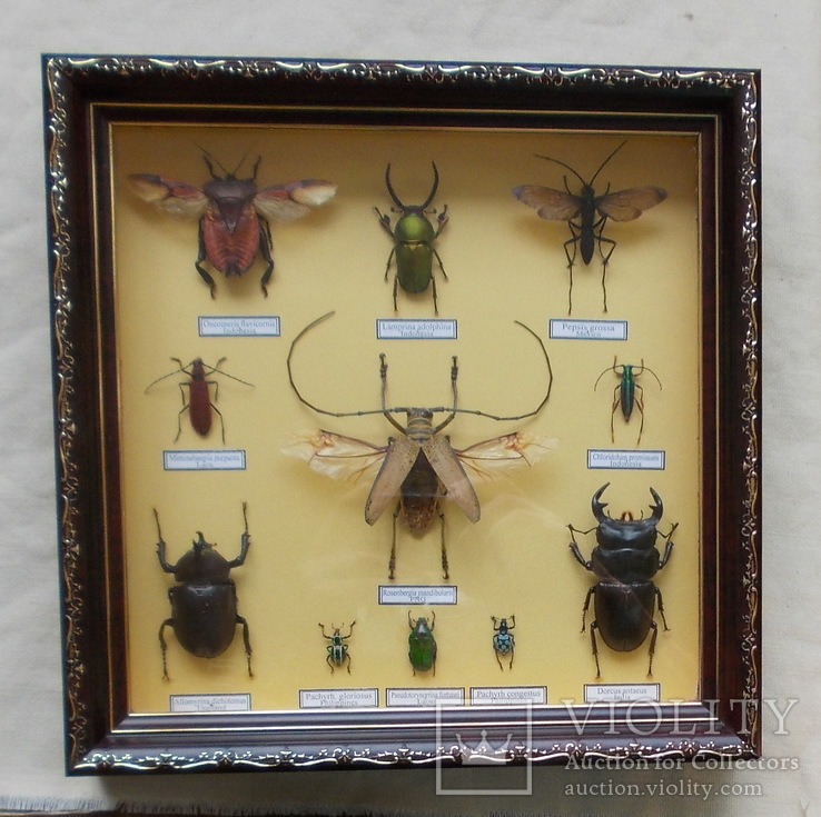 Тропические жуки в рамке №1, фото №4