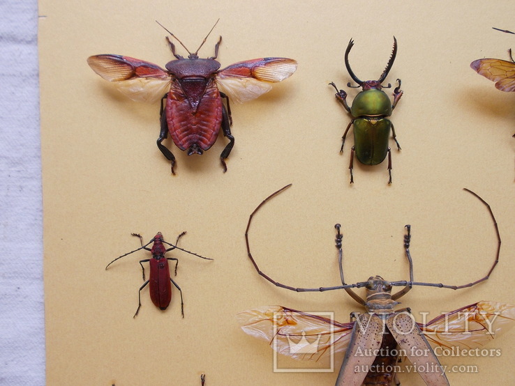 Тропические жуки в рамке №1, фото №7