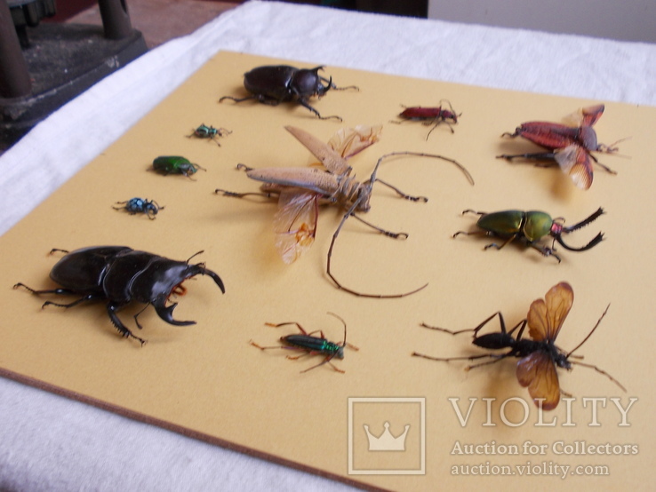 Тропические жуки в рамке №1, фото №8