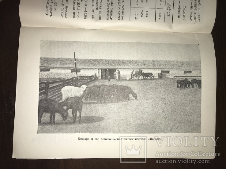 1939 Овцы Племенная Овцеводческая ферма, фото №4