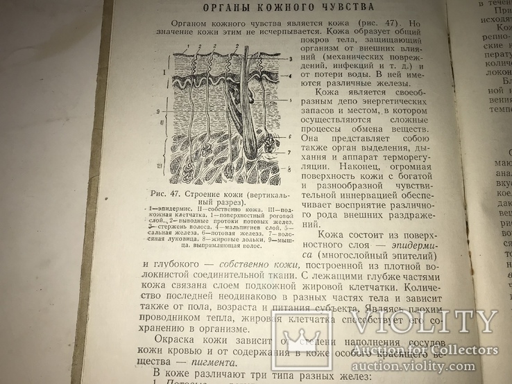 1956 Нервная Система для Военного Института Спорта, фото №4