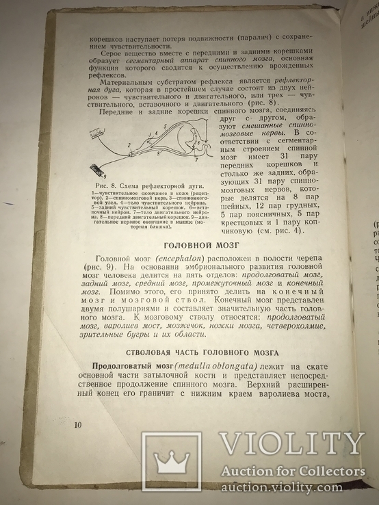 1956 Нервная Система для Военного Института Спорта, фото №9