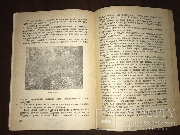 1932 Мех из болота Ондатра, фото №10