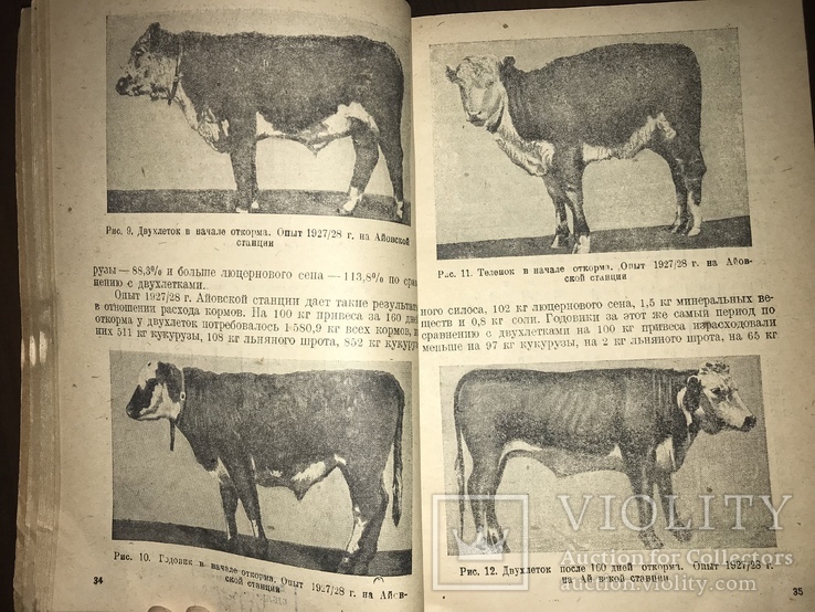 1932 Откорм Крупного рогатого скота, фото №2