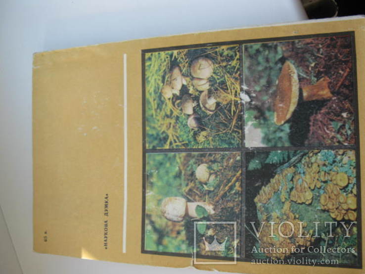 Книга грибы в природе ижизни человека, фото №5