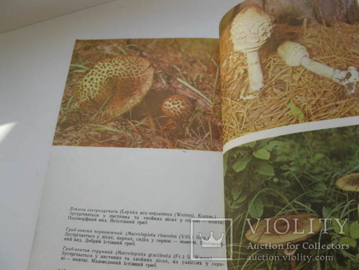 Книга грибы в природе ижизни человека, фото №6