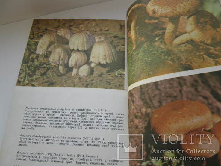 Книга грибы в природе ижизни человека, фото №7