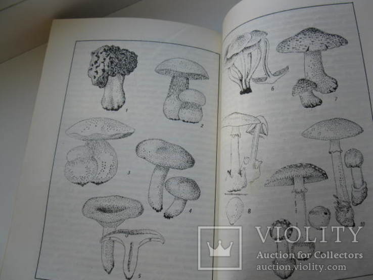 Книга грибы в природе ижизни человека, фото №8