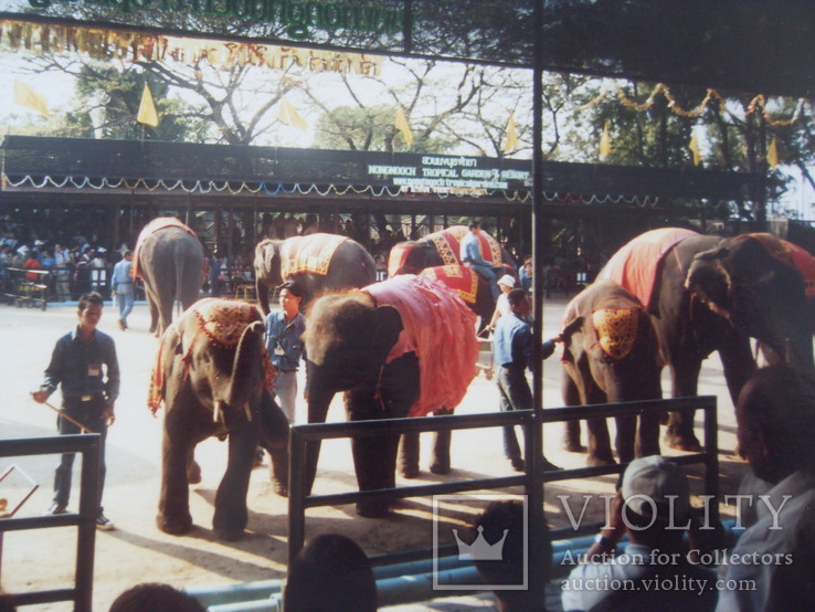 Шоу слонов в Таиланде, фото №2