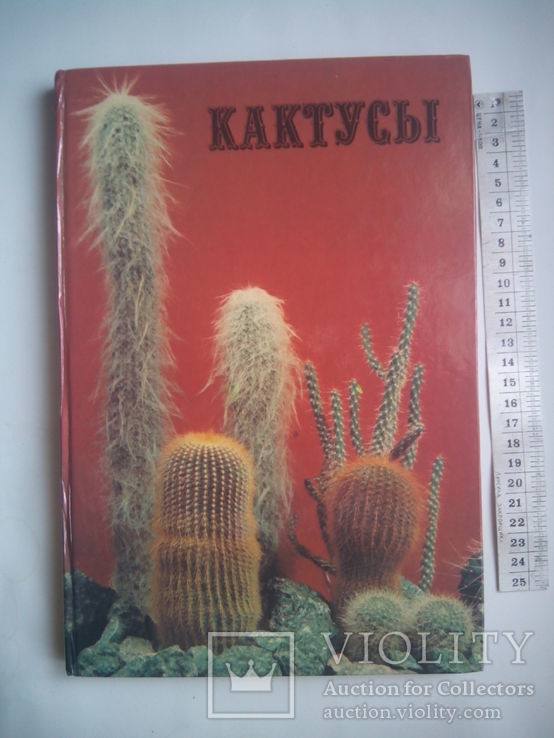 Кактусы