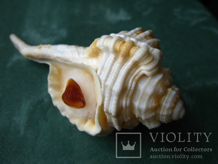 Морская ракушка раковина Циматиум гуттурния, фото №2