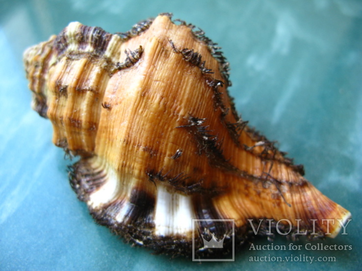 Морская ракушка раковина Циматиум grandimaculata, фото №2
