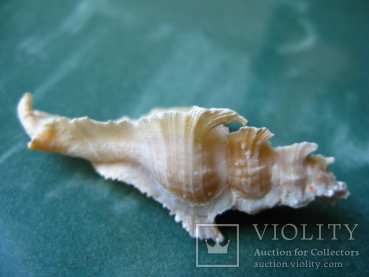 Морская ракушка Птеринотус элогантус 62 мм, фото №3