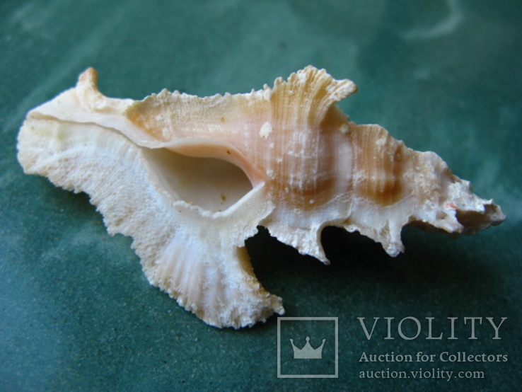 Морская ракушка Птеринотус элогантус 62 мм, фото №4