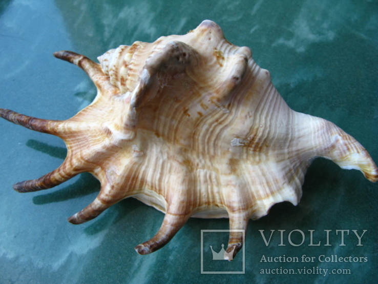 Морская ракушка раковина Ламбис ламбис 132 мм