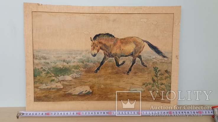 Картина Г.Н.Гликмана "Лошадь Пржевальского" 1953 г., 53х37 см.