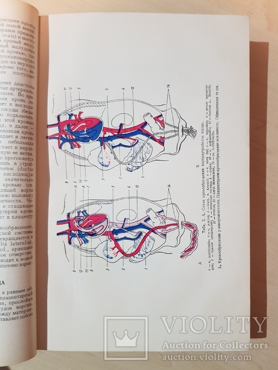 Акушерство А. И. Петченко 1954 год. Руководство для врачей и студентов, фото №9