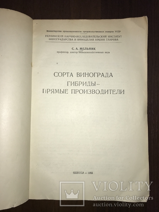 Одесса Сорта винограда Гибриды, фото №3