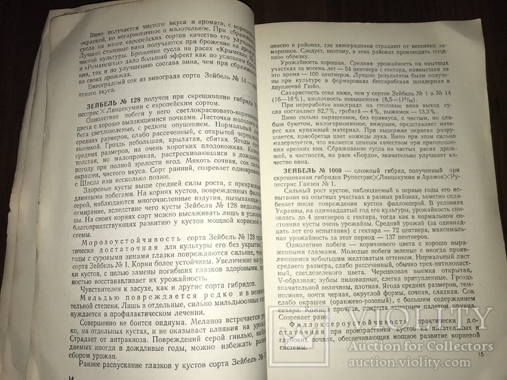 Одесса Сорта винограда Гибриды, фото №9