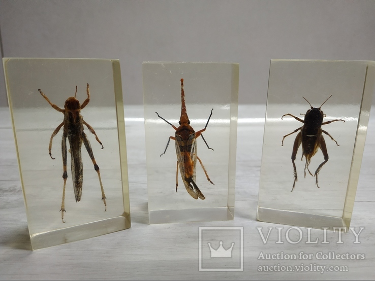 Коллекция настоящие насекомые и их знакомые - 23 шт., фото №4