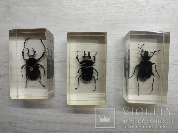 Коллекция настоящие насекомые и их знакомые - 23 шт., фото №5