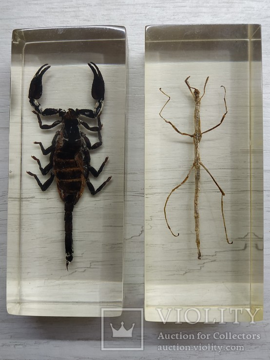 Коллекция настоящие насекомые и их знакомые - 23 шт., фото №11
