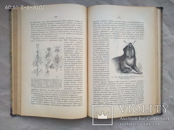 Мензбир Введение в изучение зоологии и сравнительной анатомии 1906, фото №10