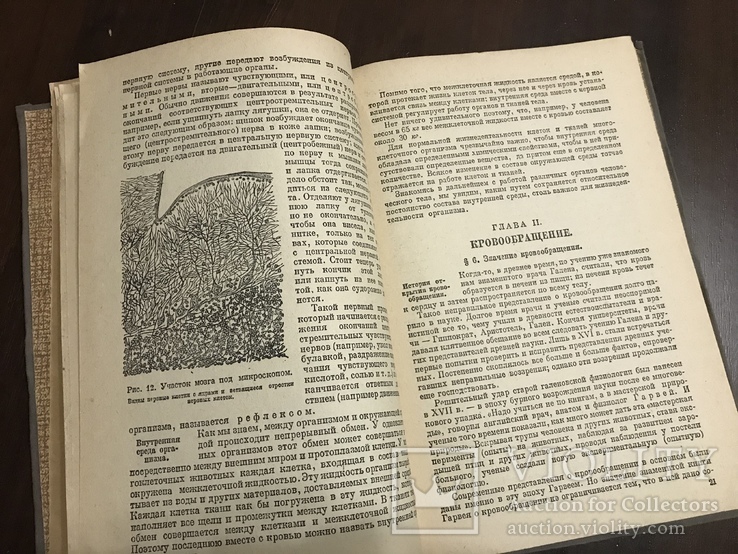 1935 Анатомия и физиология человека, фото №5