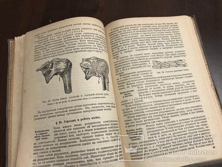 1935 Анатомия и физиология человека, photo number 8