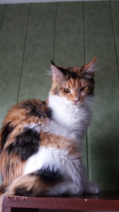 Кошка породы Мейн Кун, photo number 3
