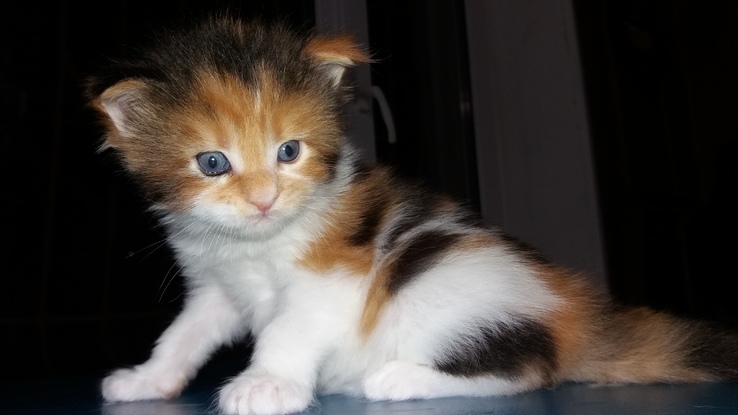 Кошка породы Мейн Кун, фото №7