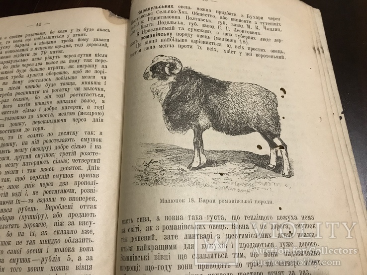 1910 Сільське хозяйство Уоні, свині, скотина, вівці
