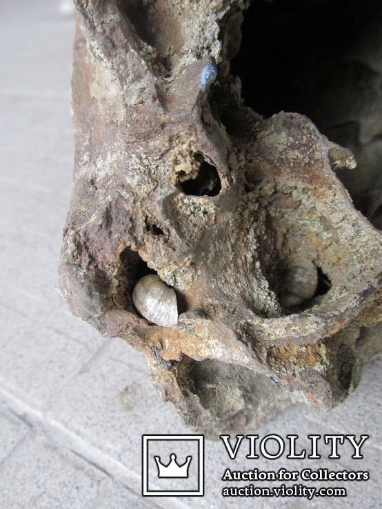 Рог первобытного бизона ( Bison рriscus), фото №4