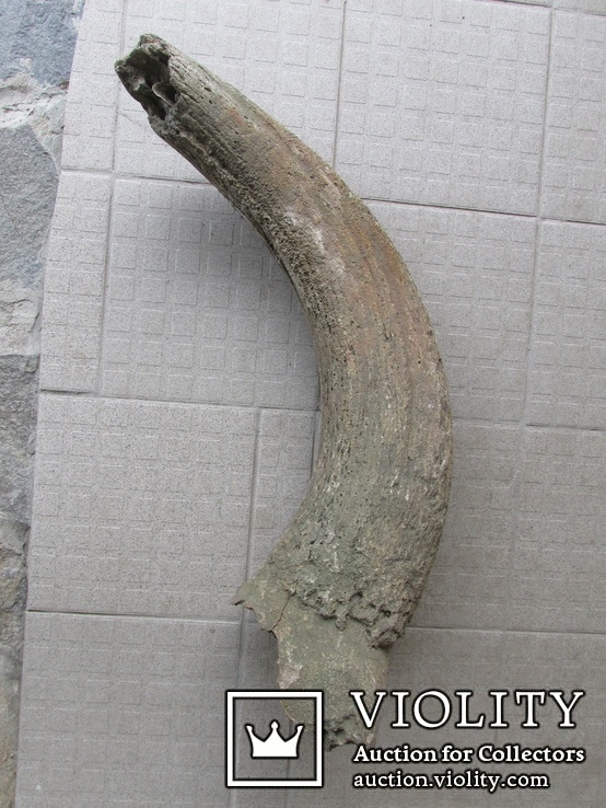 Рог первобытного бизона ( Bison рriscus), фото №9