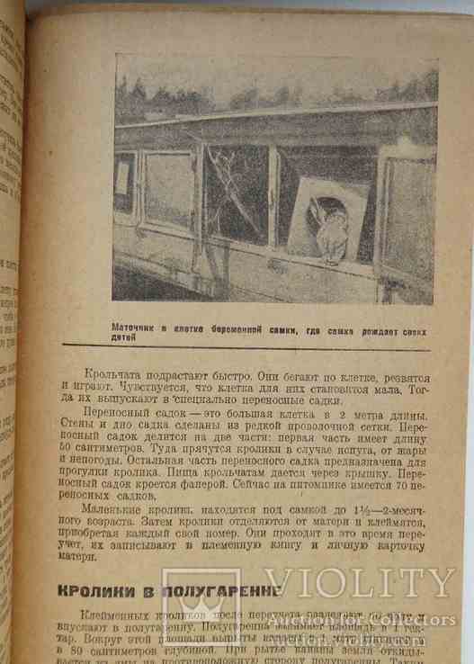 Крольчатник под Тулой. Подольский В. 1932, фото №6