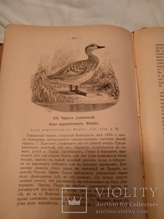 1895 Птицы России, фото №7