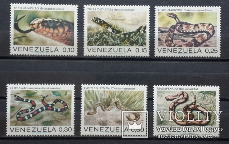 Венесуэла. Змеи. 1972 год., фото №2