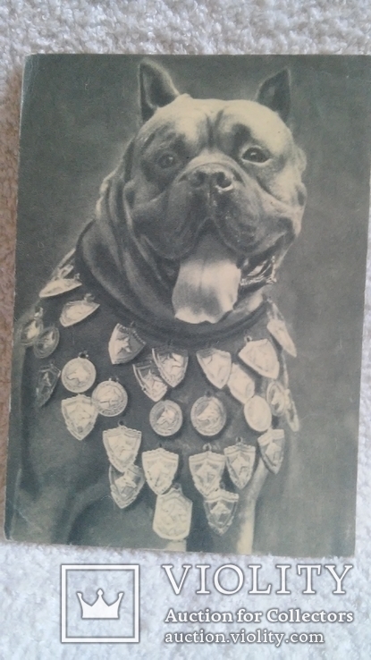 Открытка 1969 изд. Планета Москва собака Боксер Сенбернар 2 открытки 1 лотом, фото №3