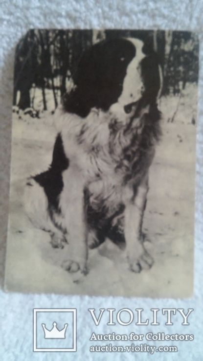Открытка 1969 изд. Планета Москва собака Боксер Сенбернар 2 открытки 1 лотом, фото №6