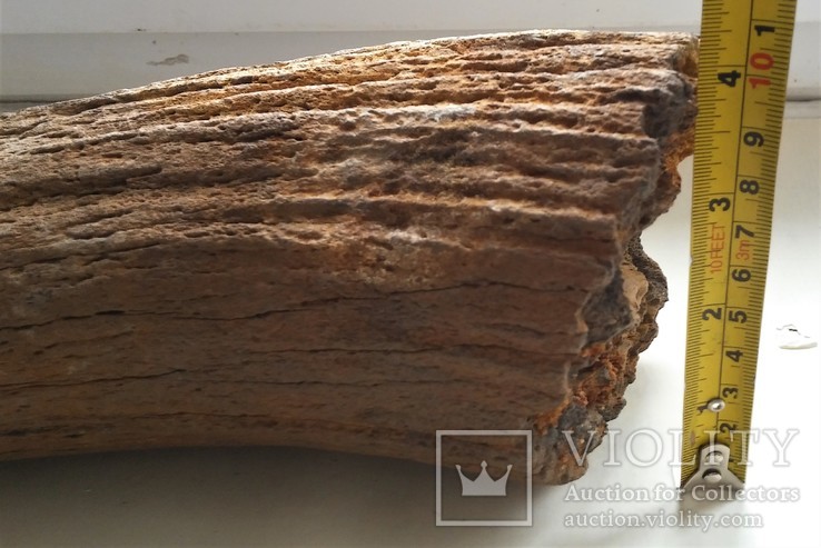 Кусок рога доисторического животного., фото №5