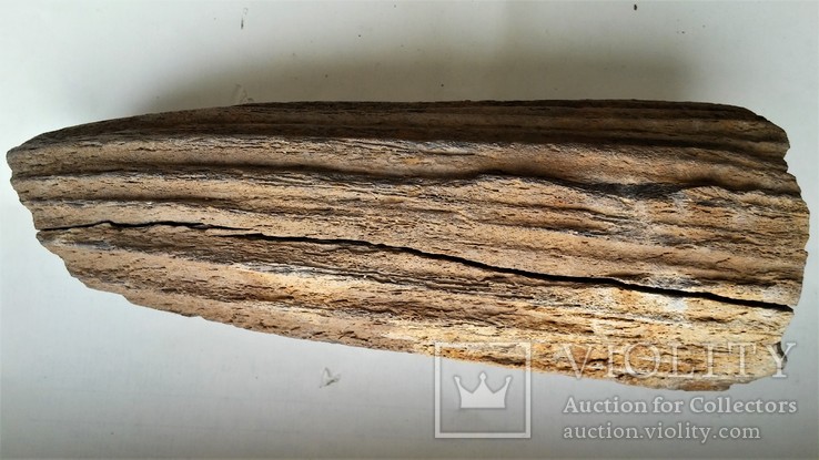 Кусок рога доисторического животного., фото №12